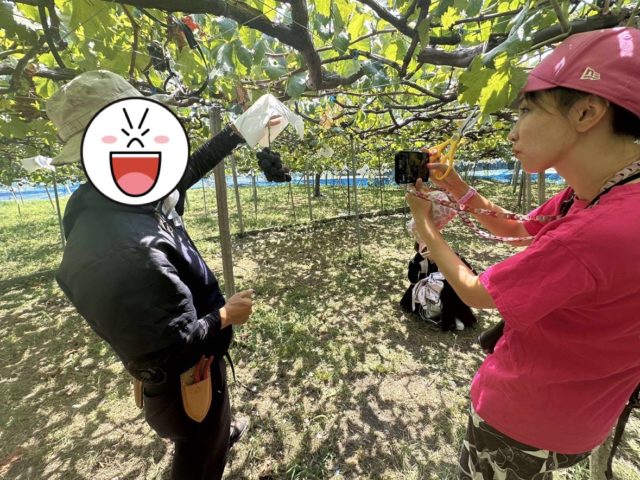 ぶどう狩りの様子