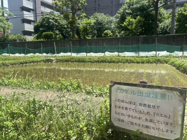横十間川親水公園の田んぼの様子