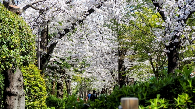 南砂緑道公園の桜並木の写真